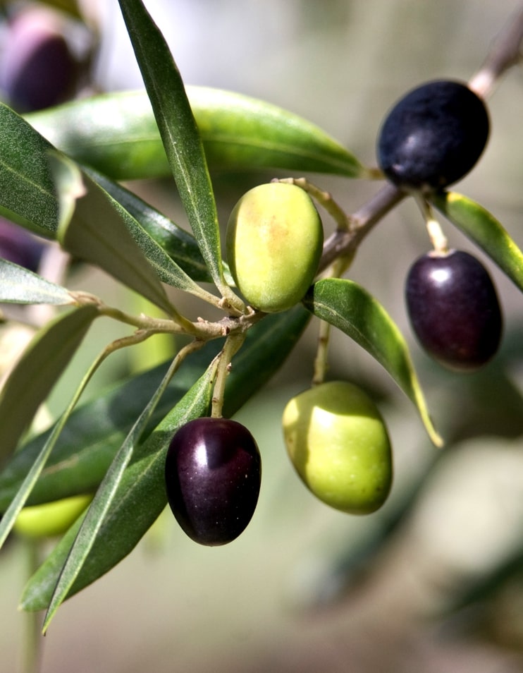 Biancolilla