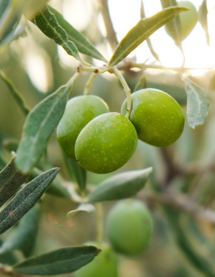 Bosana